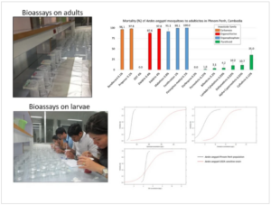 Entomology unit scrutinizes insecticide resistance of major dengue vector mosquito