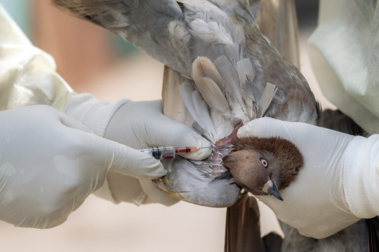 The view of IPC technician collecting pigeon component's sample.