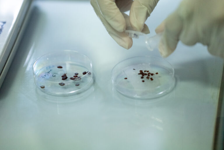 The view of Insectarium_Vectors in Laboratory of Institut Pasteur du Cambodge